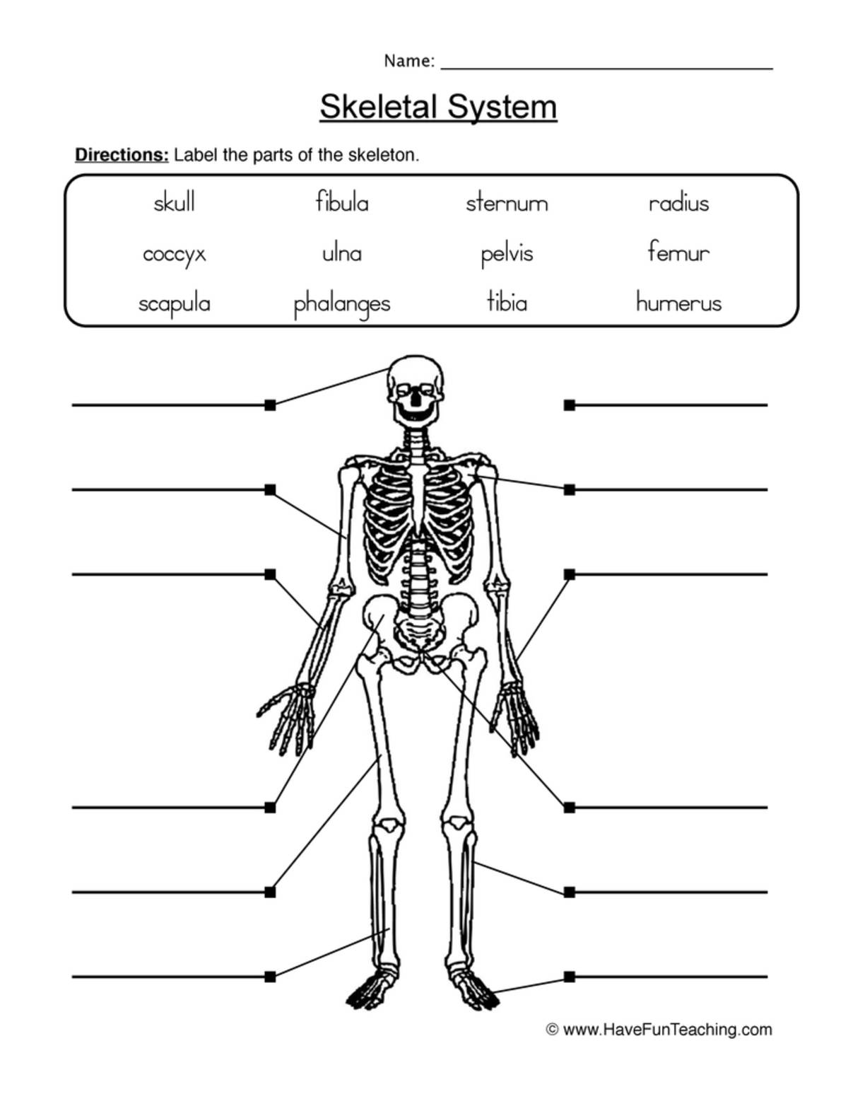 An educational teaching resource from Have Fun Teaching entitled Label Skeletal System Worksheet downloadable at Teach Simple.