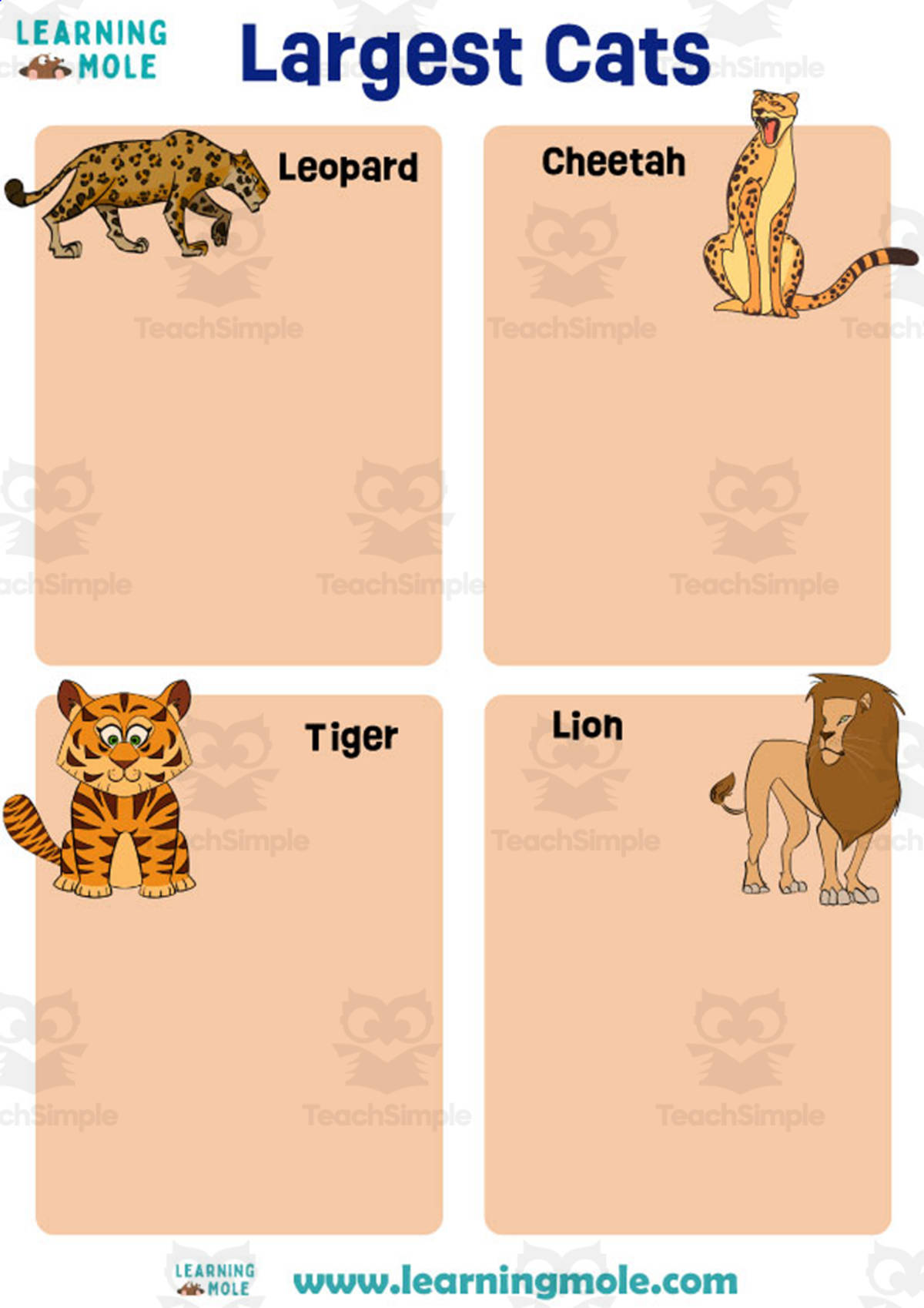 An educational teaching resource from Educational Voice entitled Largest Cats Activity downloadable at Teach Simple.