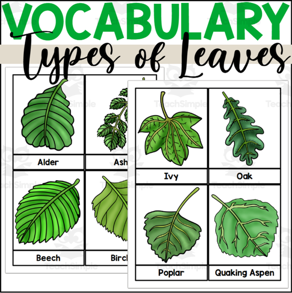 An educational teaching resource from The Connett Connection entitled Leaf Vocabulary Words - Types of Leaves downloadable at Teach Simple.