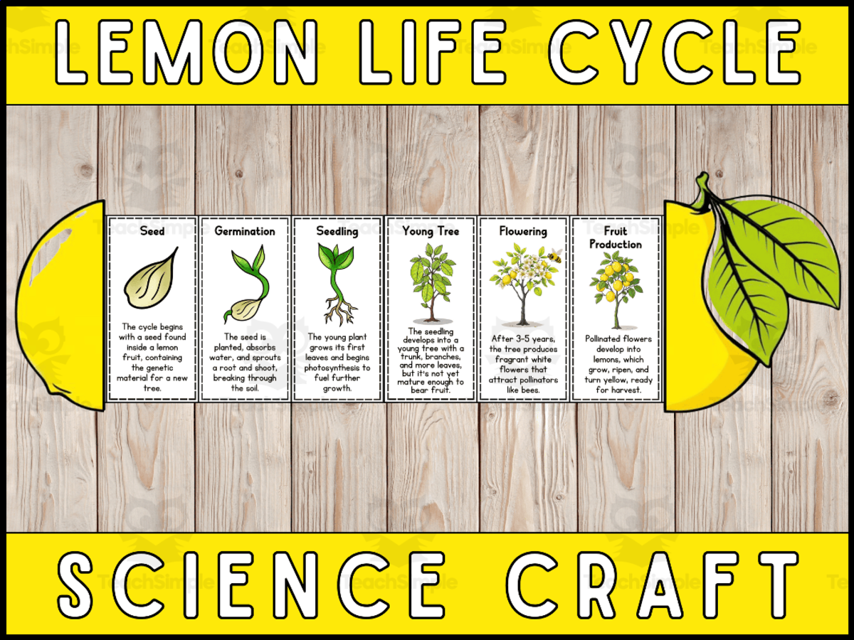 An educational teaching resource from Wonderland School entitled Lemon Life Cycle Craft Foldable Science Cut and Paste Activity downloadable at Teach Simple.