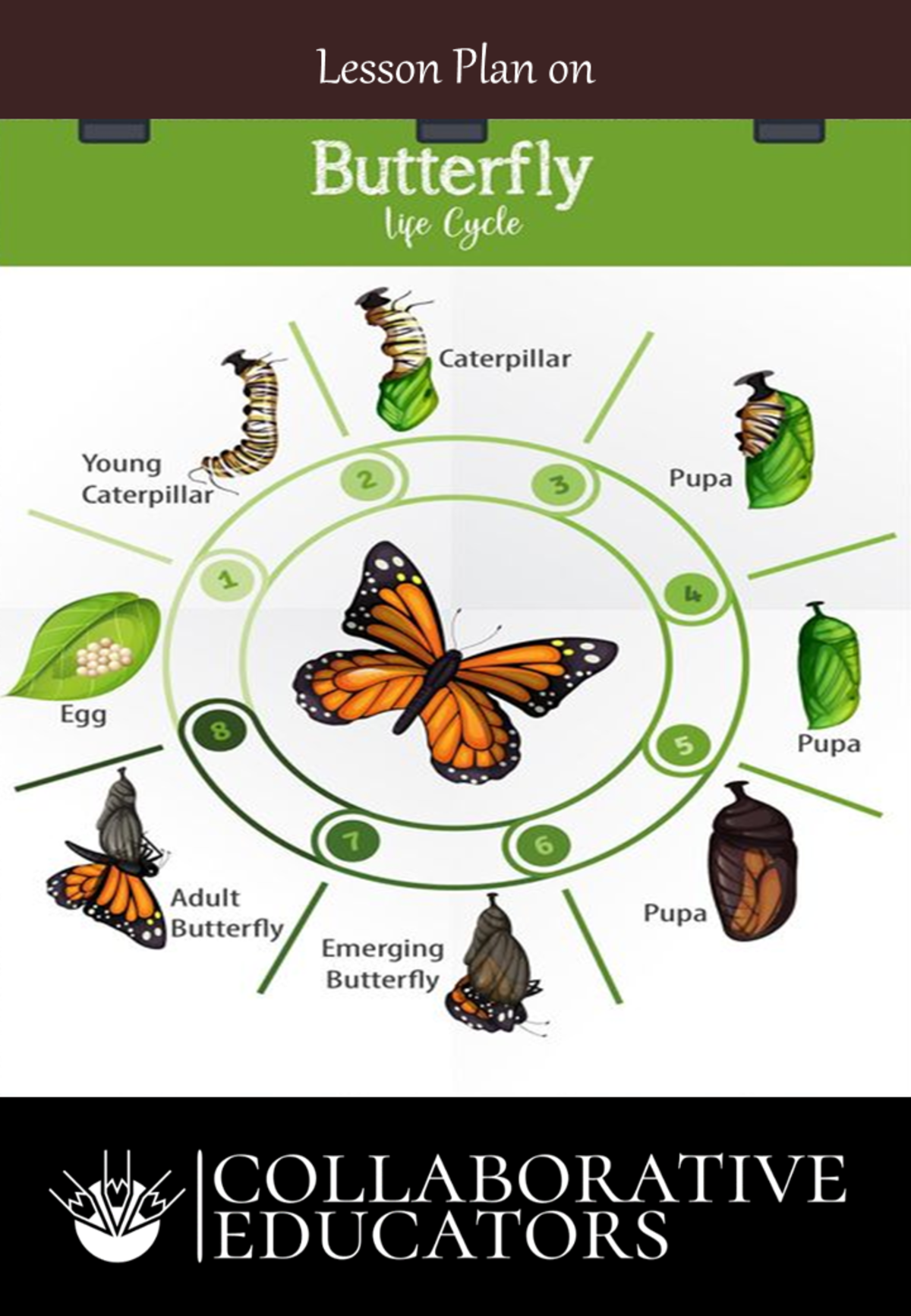 An educational teaching resource from Bright Classroom Ideas Marketplace entitled Lesson Plan on Butterfly Life Cycle downloadable at Teach Simple.