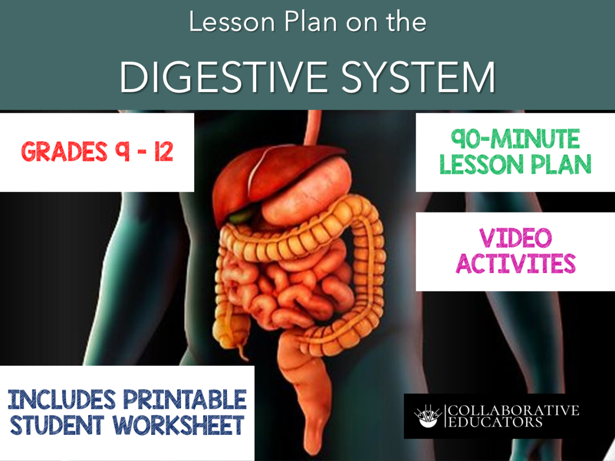 An educational teaching resource from Bright Classroom Ideas Marketplace entitled Lesson Plan on the Digestive System downloadable at Teach Simple.