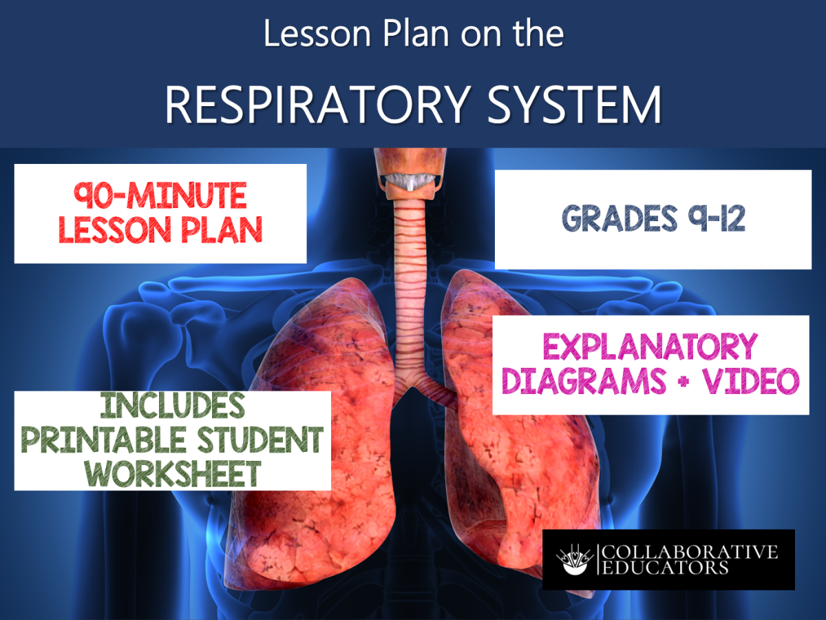 An educational teaching resource from Bright Classroom Ideas Marketplace entitled Lesson Plan on the Respiratory System - Grades 9-12 downloadable at Teach Simple.