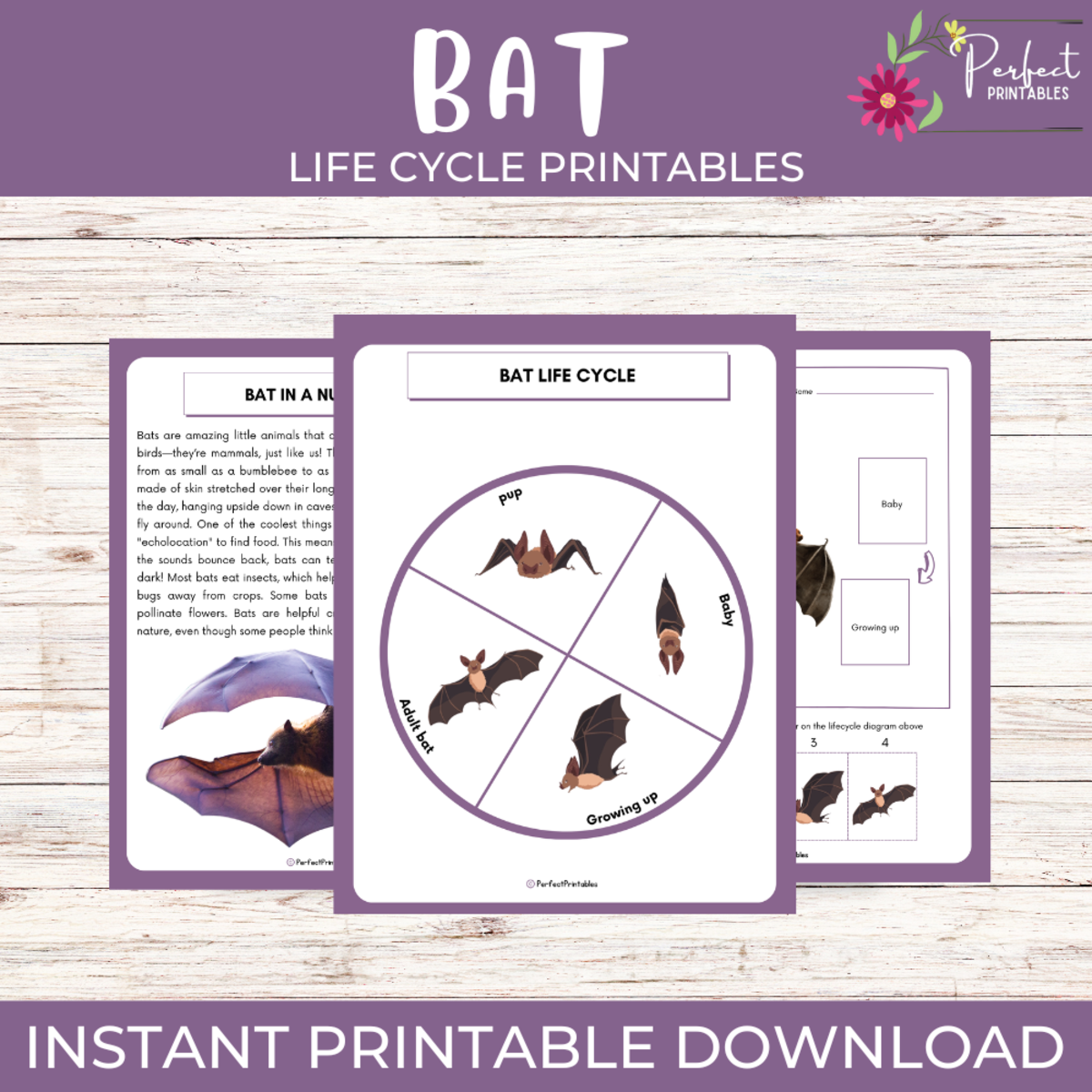 An educational teaching resource from Perfect_Printables entitled Life Cycle of a Bat Worksheet - Animal Science Unit Study & Fun Facts! downloadable at Teach Simple.