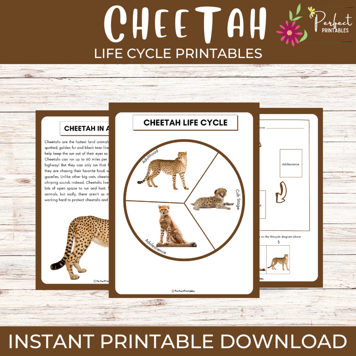 An educational teaching resource from Perfect_Printables entitled Cheetah Life Cycle Worksheet – Animal Science downloadable at Teach Simple.