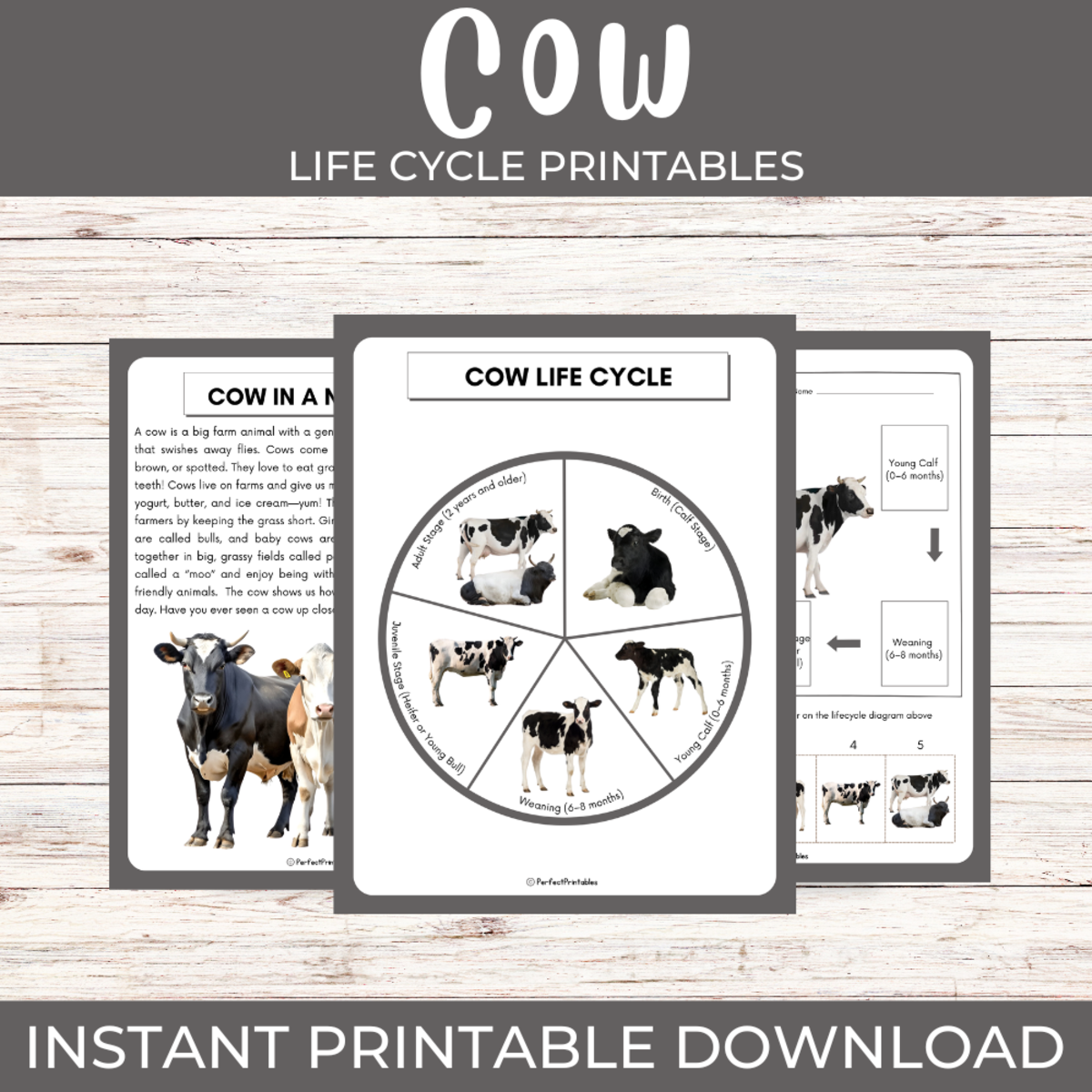 An educational teaching resource from Perfect_Printables entitled Life cycle of a Cow | Farm Animals science unit study with fun facts! downloadable at Teach Simple.