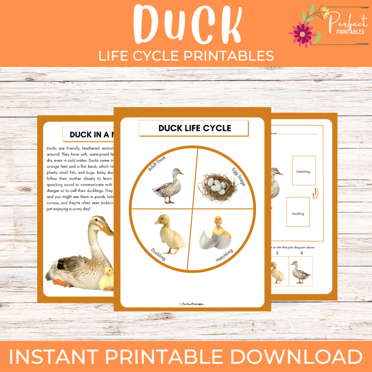 An educational teaching resource from Perfect_Printables entitled Life Cycle of a Duck Worksheet- Farm Animal Science Unit Study downloadable at Teach Simple.