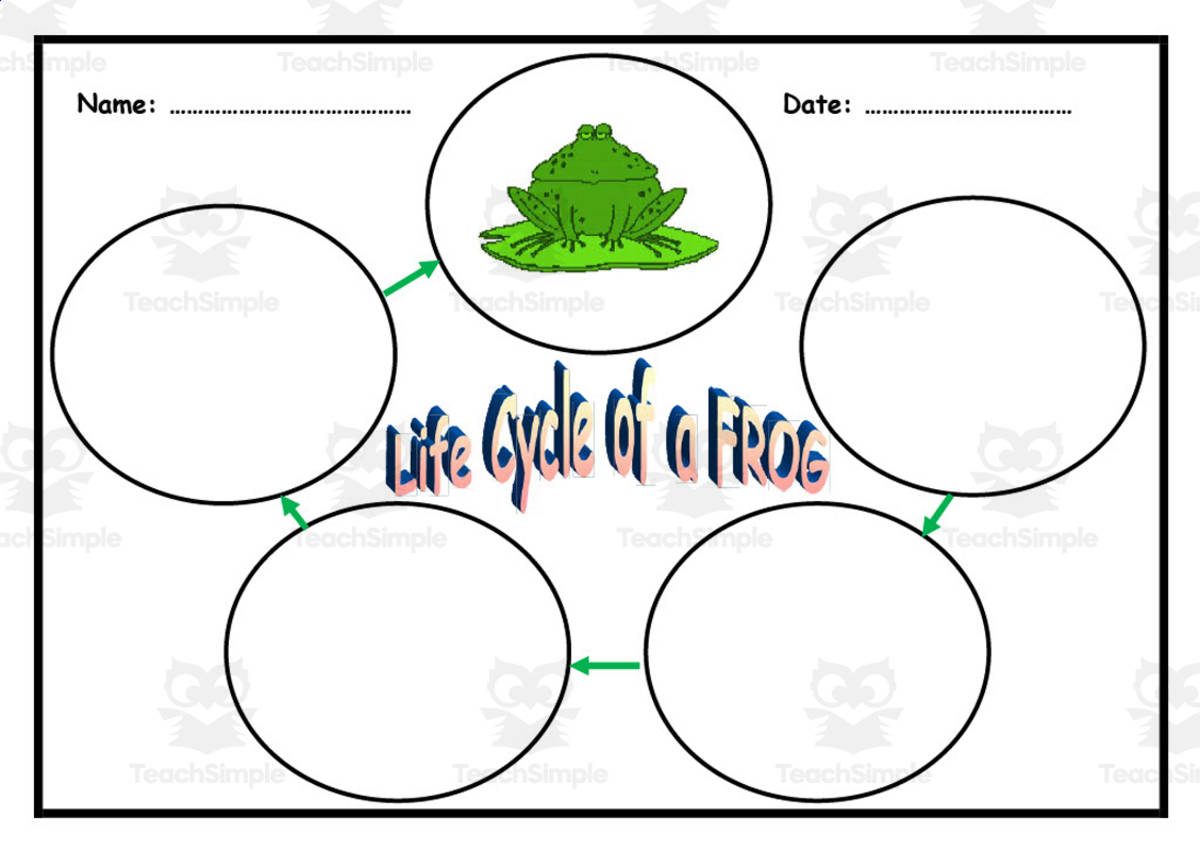 An educational teaching resource from Elementary Resources 4 U entitled Life Cycle of a Frog Booklet downloadable at Teach Simple.