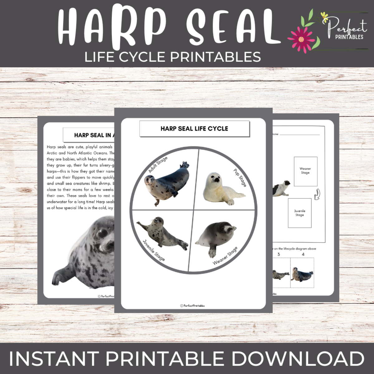 An educational teaching resource from Perfect_Printables entitled Life Cycle of a Harp Seal- Ocean Animal Science Unit Study & Fun Facts downloadable at Teach Simple.