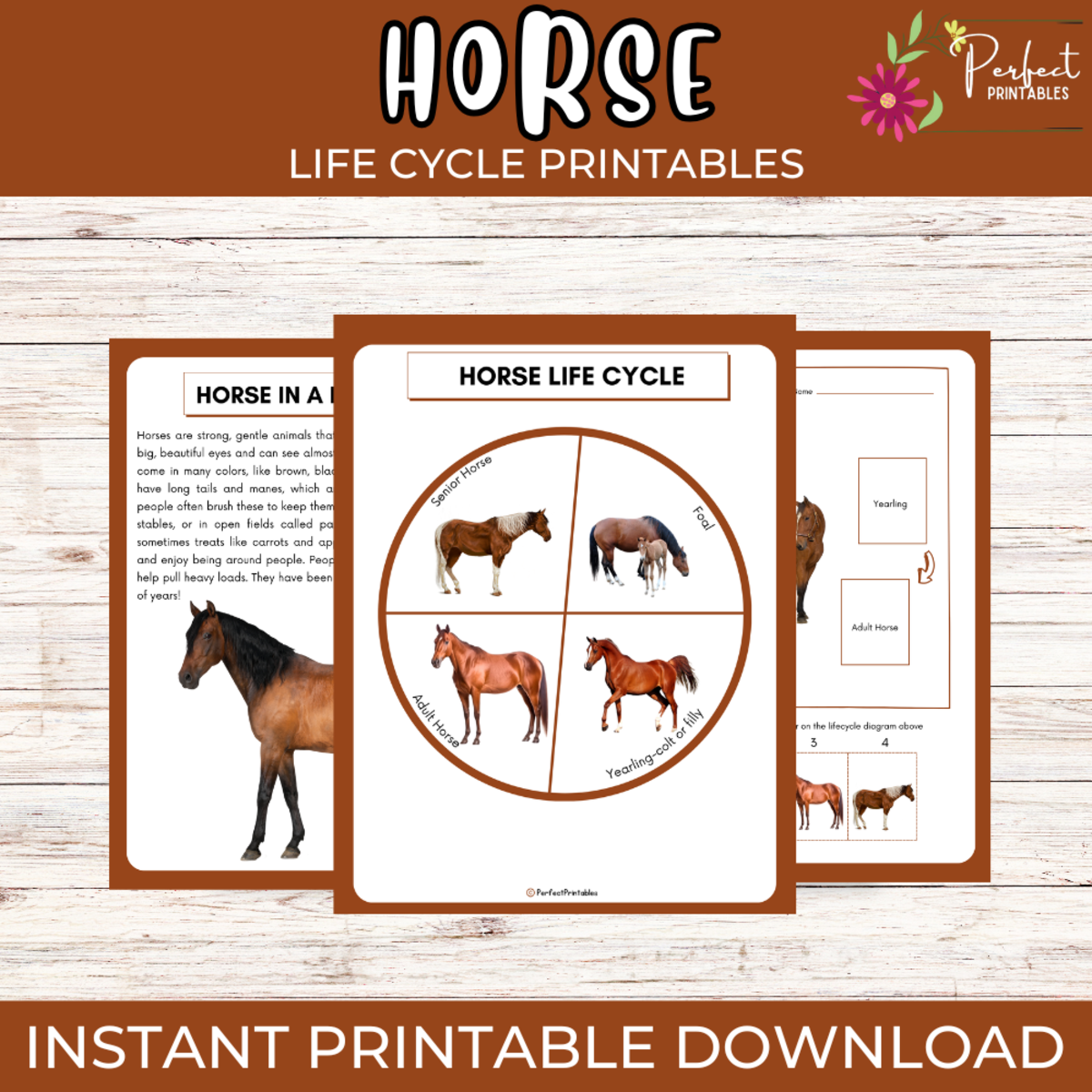 An educational teaching resource from Perfect_Printables entitled Life Cycle of a Horse - Animal Science Unit Study With Fun Facts! downloadable at Teach Simple.