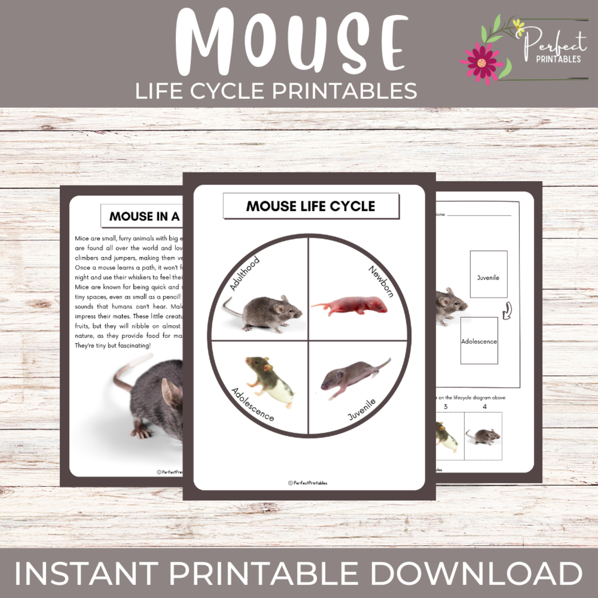 An educational teaching resource from Perfect_Printables entitled Life Cycle of a Mouse Worksheet | Animal Science Unit Study fun facts downloadable at Teach Simple.