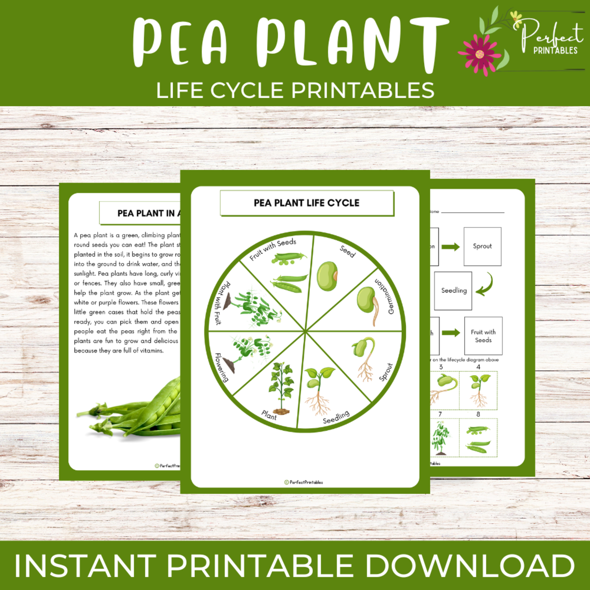 An educational teaching resource from Perfect_Printables entitled Life Cycle of a Pea Plant Worksheet - Plant Science Unit Study Pack downloadable at Teach Simple.