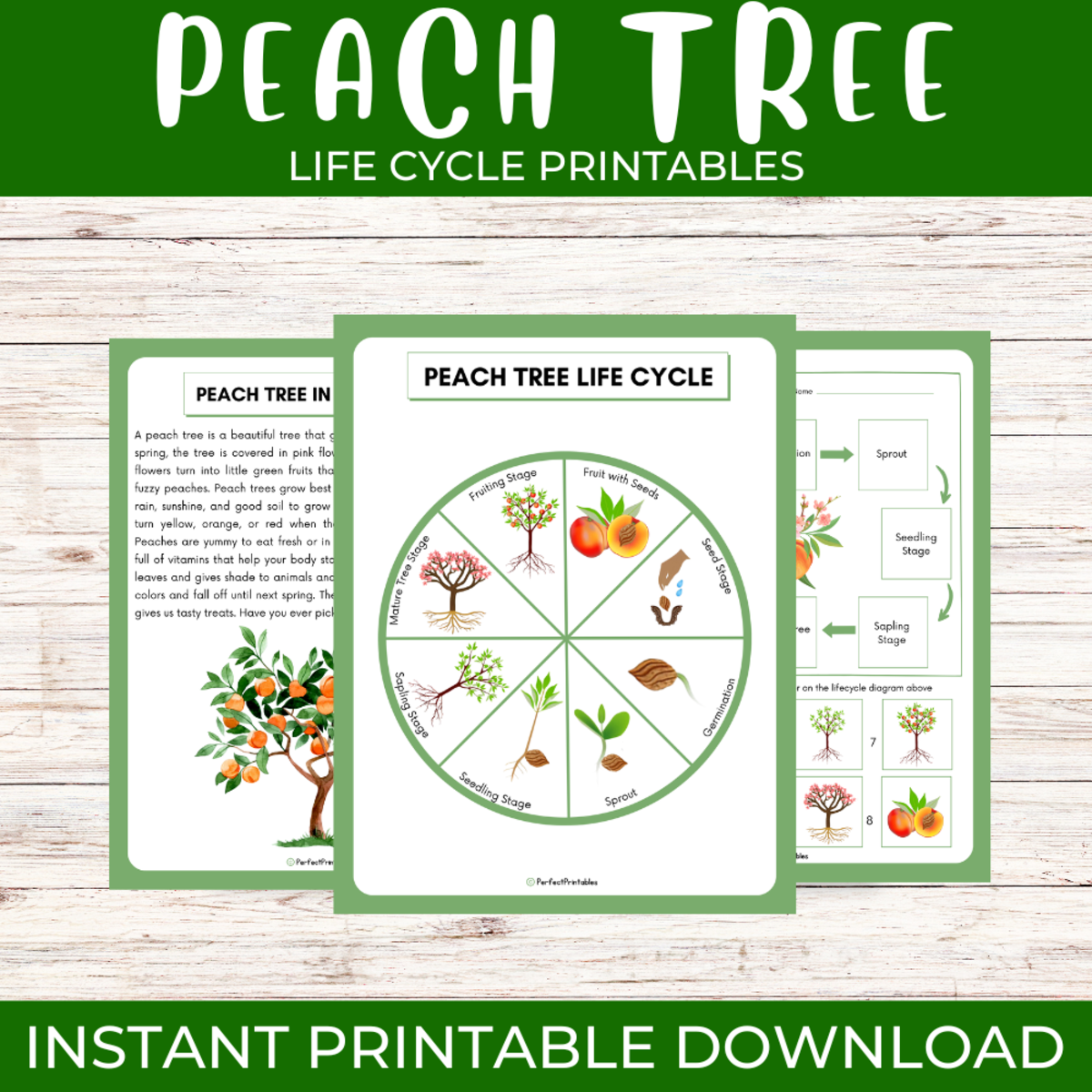 An educational teaching resource from Perfect_Printables entitled Life Cycle of a Peach Tree Worksheet | Plants, Botany Unit Study downloadable at Teach Simple.