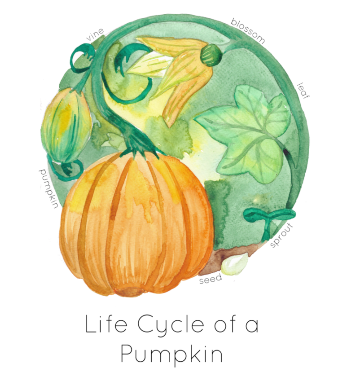 An educational teaching resource from Fiddleticks Education entitled Life Cycle of a Pumpkin Printable Poster downloadable at Teach Simple.
