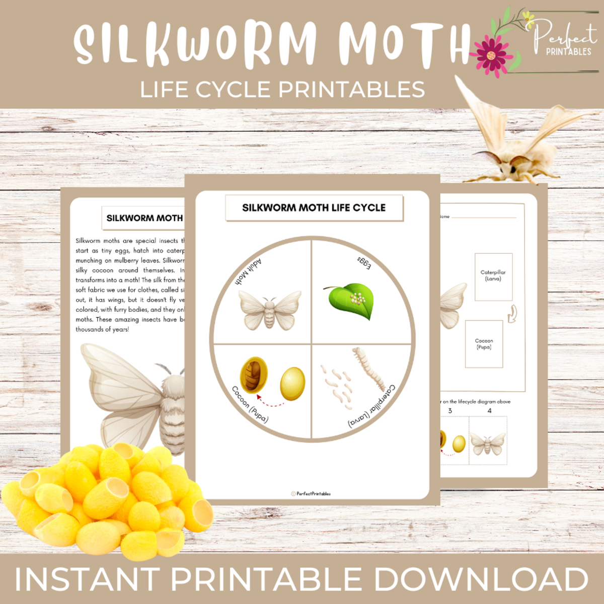 An educational teaching resource from Perfect_Printables entitled Life Cycle of a Silkworm Moth Worksheet - Insect Science Unit Study downloadable at Teach Simple.