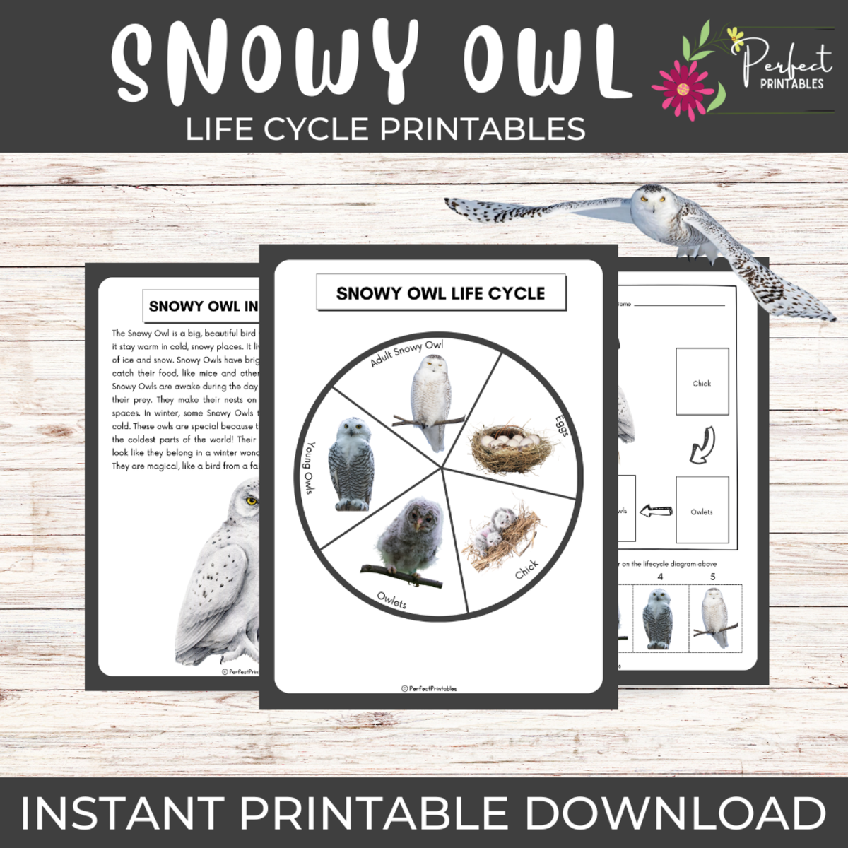 An educational teaching resource from Perfect_Printables entitled Life Cycle of a Snowy Owl Worksheet- Winter Animal Science Unit Study downloadable at Teach Simple.