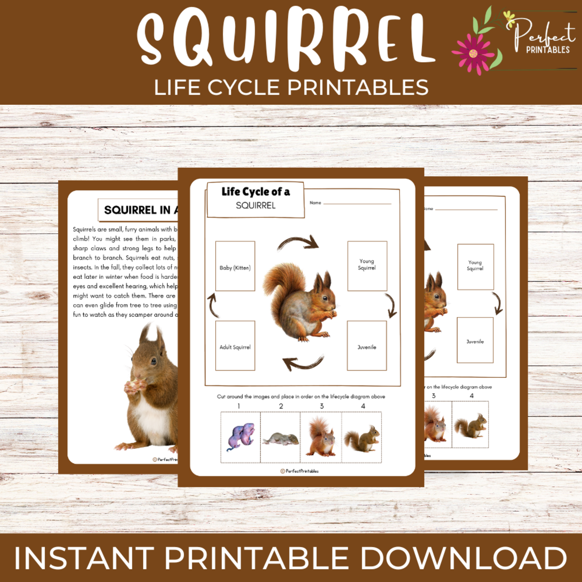 An educational teaching resource from Perfect_Printables entitled Life Cycle of a Squirrel Worksheet- Animal Science Unit Study downloadable at Teach Simple.