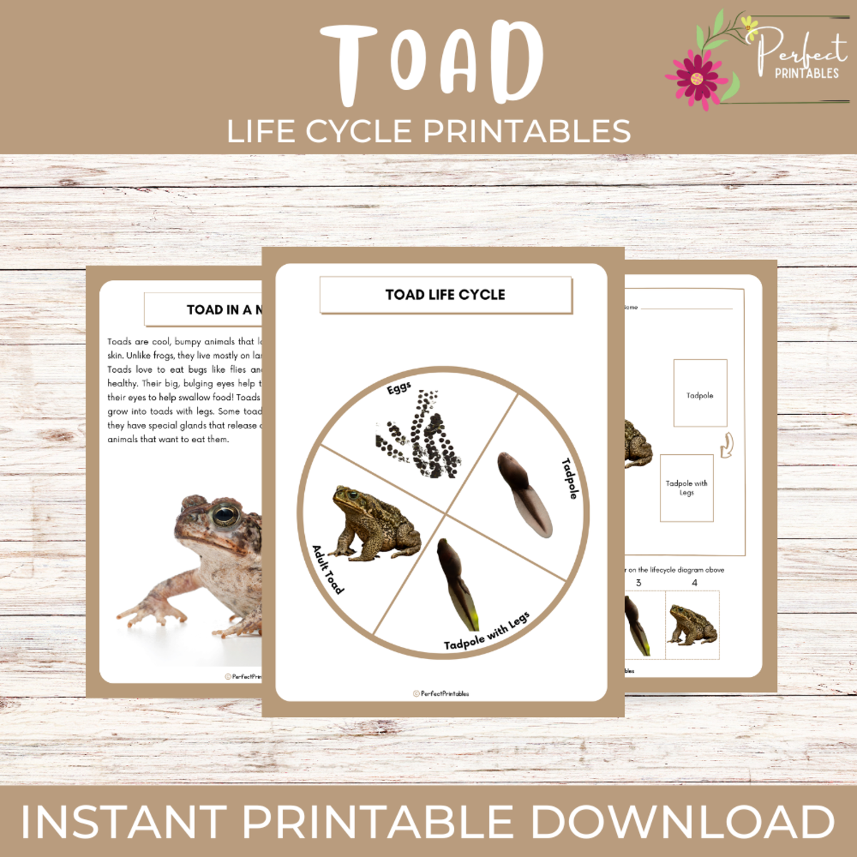 An educational teaching resource from Perfect_Printables entitled Life Cycle Of a Toad Worksheet - Animal Science Unit Study & Fun Facts downloadable at Teach Simple.