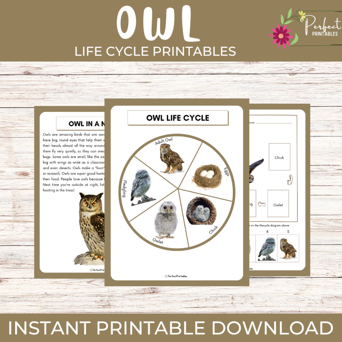 An educational teaching resource from Perfect_Printables entitled Life Cycle of an Owl | Wildlife/Birds Unit Study With Fun Facts! downloadable at Teach Simple.