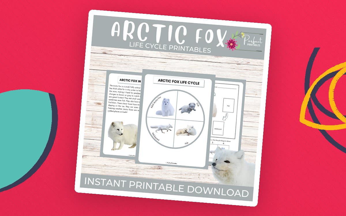 An educational teaching resource from Perfect_Printables entitled Life Cycle of Arctic Fox Worksheet- Winter Animal Science Unit Study downloadable at Teach Simple.