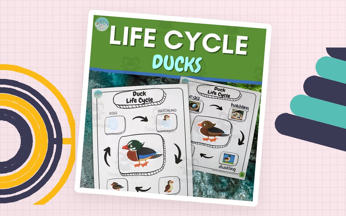 An educational teaching resource from ARTventurousanimals entitled Life Cycle Worksheets Freebie- Duck-themed Activities downloadable at Teach Simple.