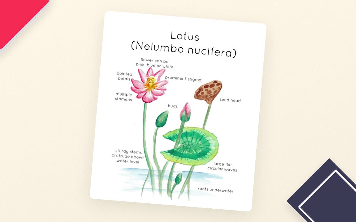 An educational teaching resource from Fiddleticks Education entitled Lotus Plant Anatomy Printable Poster downloadable at Teach Simple.