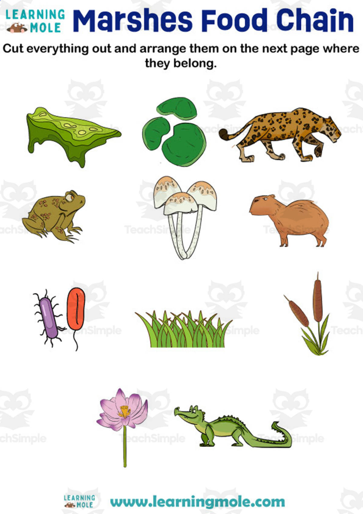 An educational teaching resource from Educational Voice entitled Marshes Food Chain Activity downloadable at Teach Simple.