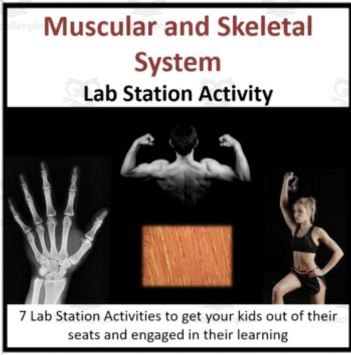 An educational teaching resource from Teach With Fergy entitled Muscular and Skeletal System – Lab Station Activity downloadable at Teach Simple.