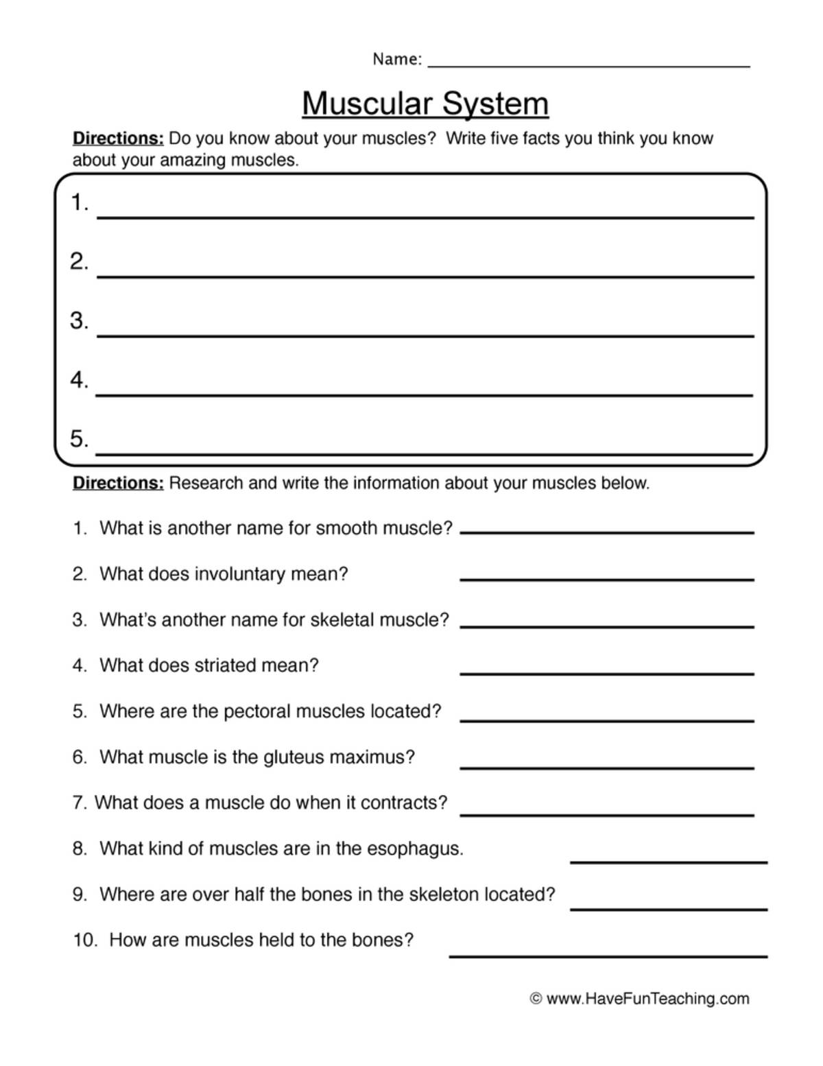 An educational teaching resource from Have Fun Teaching entitled Muscular System Research Worksheet downloadable at Teach Simple.