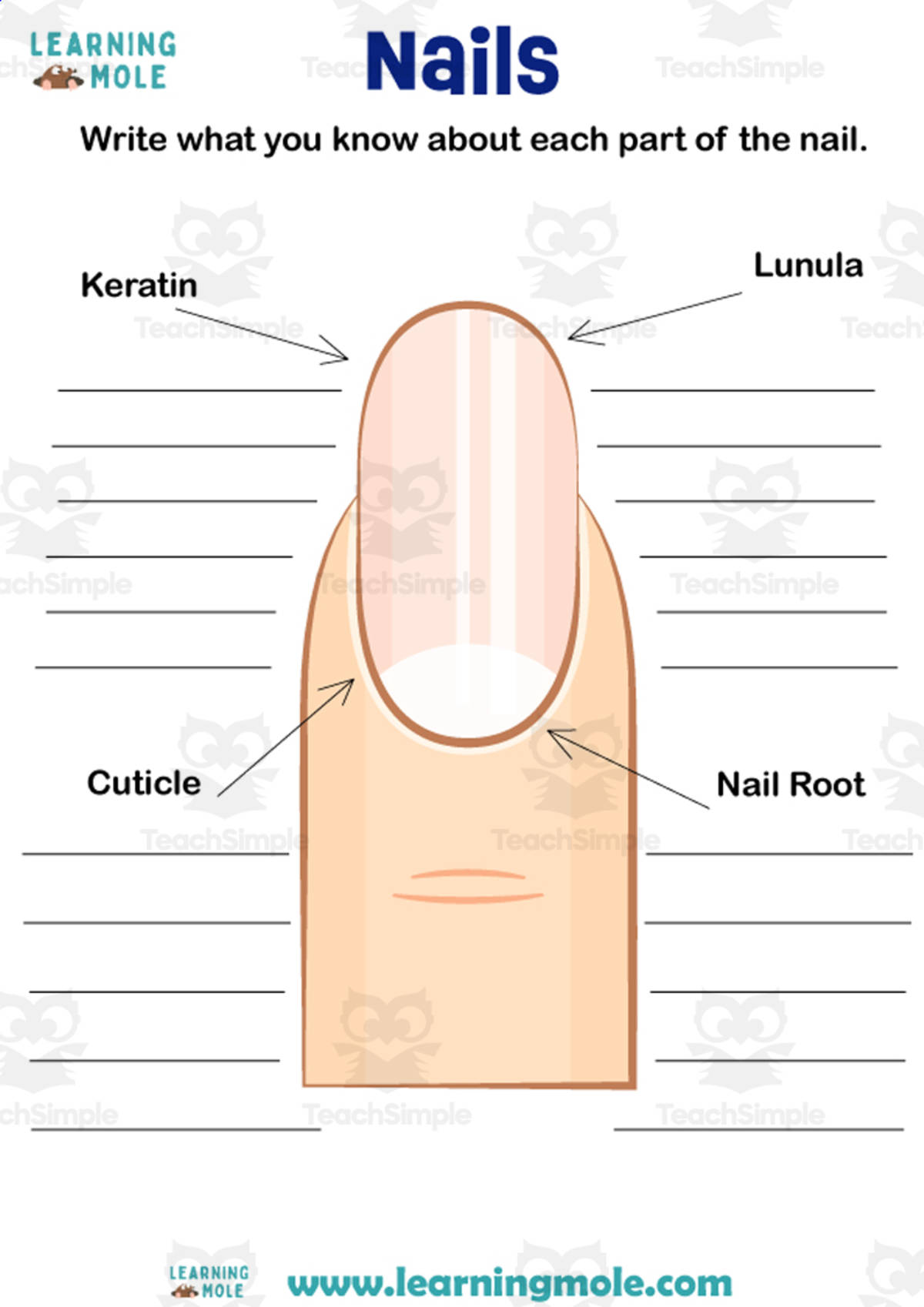 An educational teaching resource from Educational Voice entitled Nails Activity downloadable at Teach Simple.