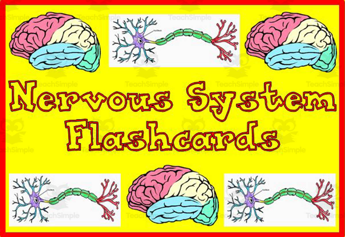 An educational teaching resource from The Teacher Team entitled Nervous System Flash Cards downloadable at Teach Simple.