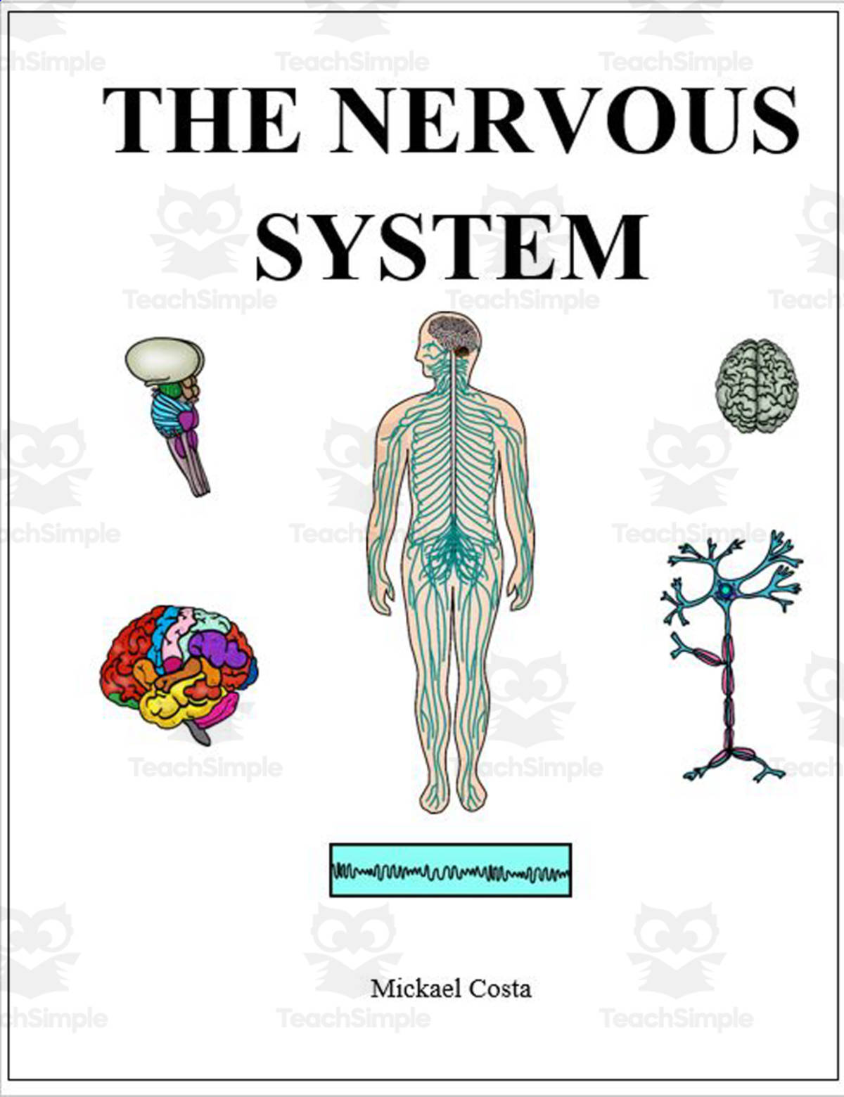 An educational teaching resource from Learn it ANY way entitled Nervous system downloadable at Teach Simple.