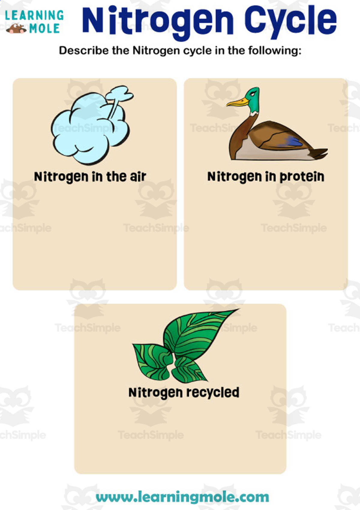 An educational teaching resource from Educational Voice entitled Nitrogen Cycle Activity downloadable at Teach Simple.