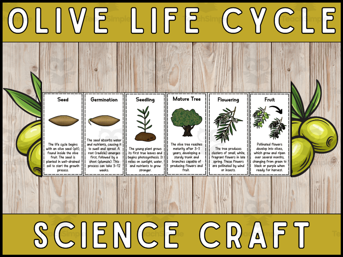 An educational teaching resource from Wonderland School entitled Olive Tree Life Cycle Craft Foldable Science Cut and Paste Activity downloadable at Teach Simple.