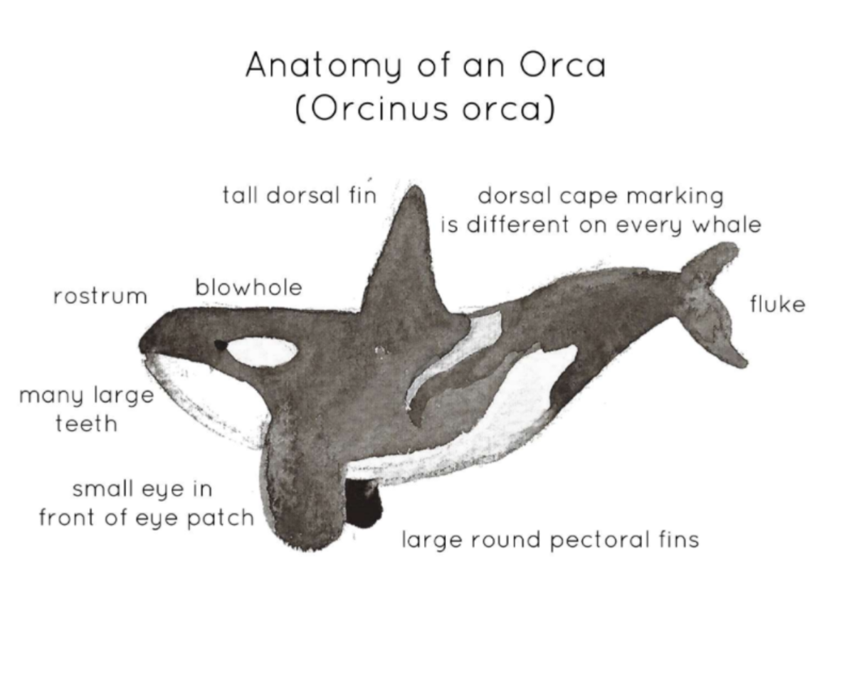 An educational teaching resource from Fiddleticks Education entitled Orca Anatomy Printable Poster downloadable at Teach Simple.