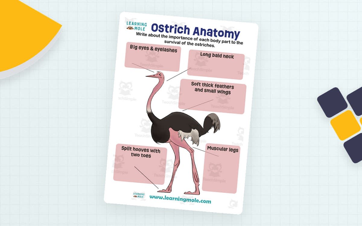 An educational teaching resource from Educational Voice entitled Ostrich Activity – Animal Diagram and Labeling downloadable at Teach Simple.