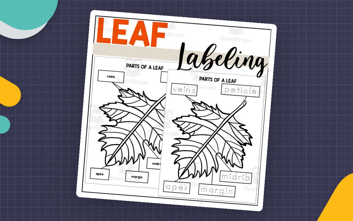 An educational teaching resource from The Connett Connection entitled Parts of a Leaf: Labeling a Leaf downloadable at Teach Simple.