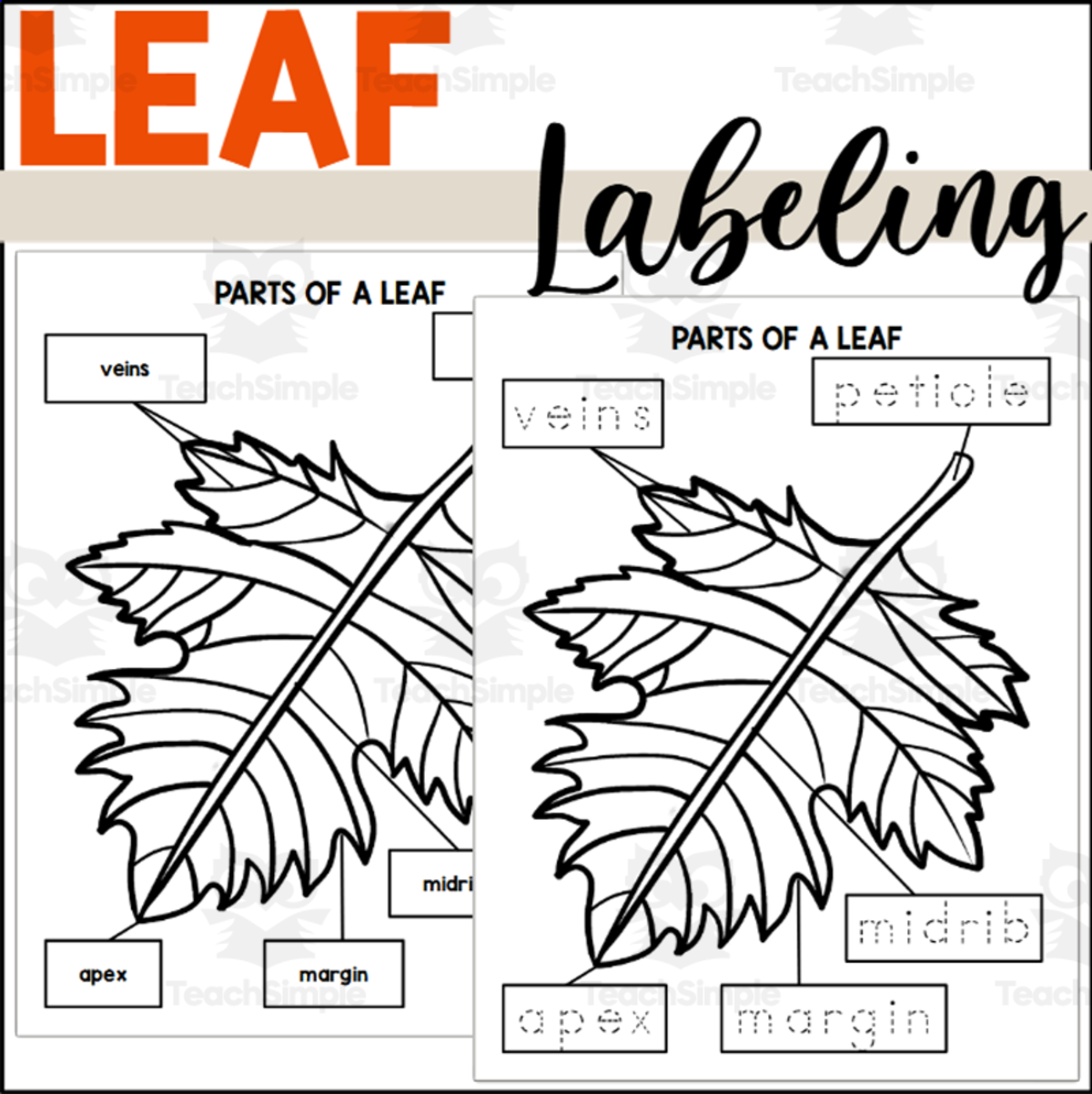 An educational teaching resource from The Connett Connection entitled Parts of a Leaf: Labeling a Leaf downloadable at Teach Simple.