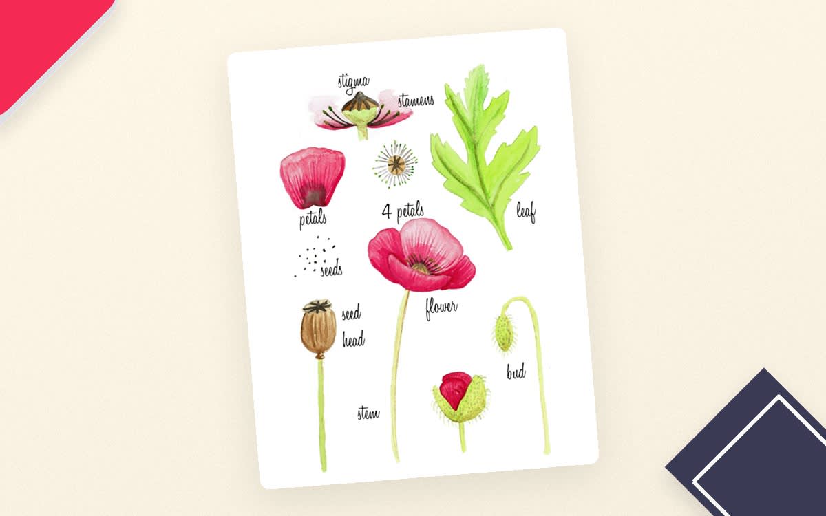 An educational teaching resource from Fiddleticks Education entitled Parts of a Poppy Printable Poster downloadable at Teach Simple.
