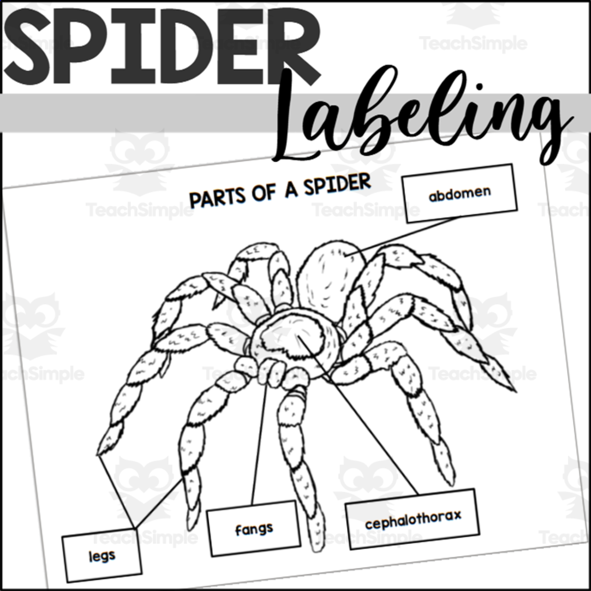 An educational teaching resource from The Connett Connection entitled Parts of a Spider: Labeling a Spider downloadable at Teach Simple.