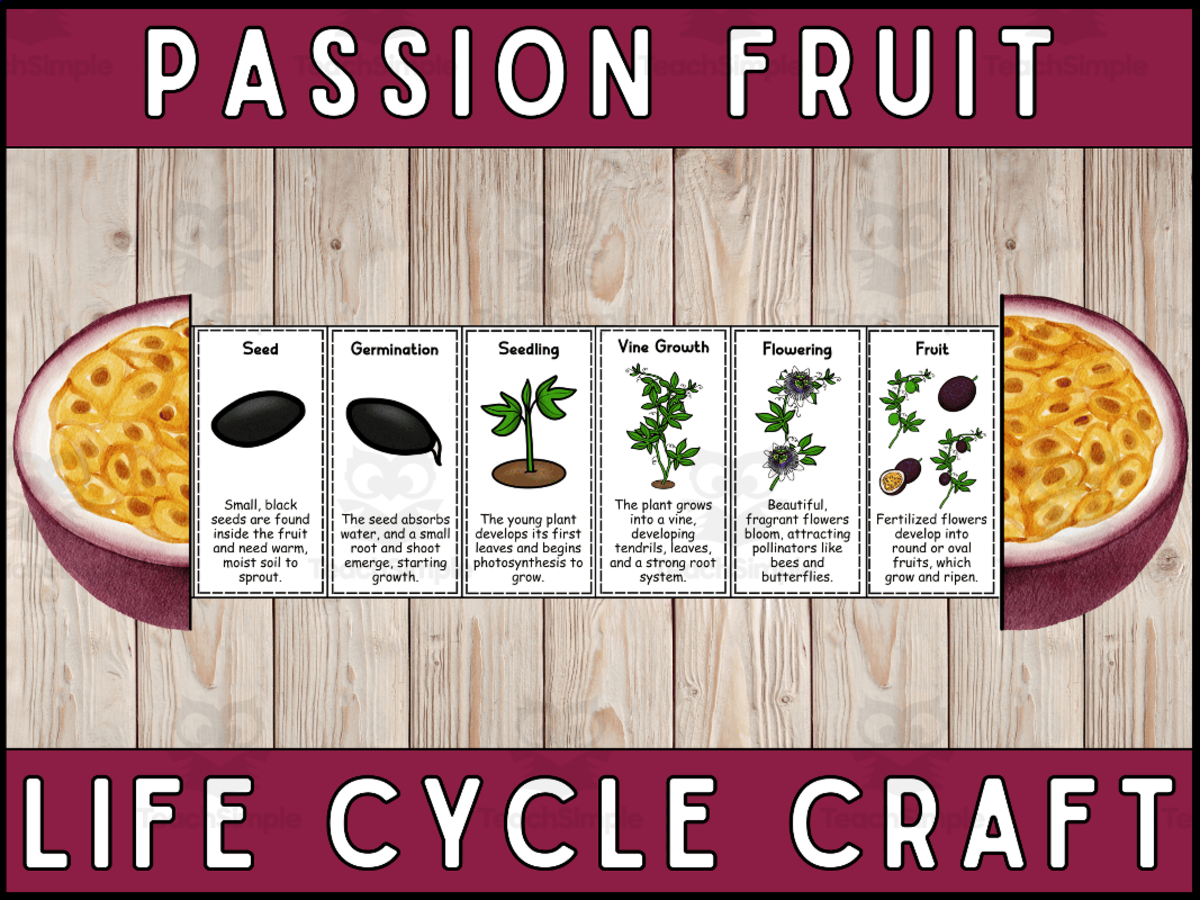 An educational teaching resource from Wonderland School entitled Passion Fruit Life Cycle Craft Foldable Science Cut and Paste Activity downloadable at Teach Simple.