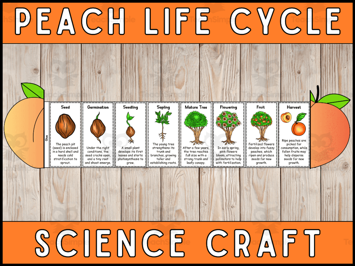 An educational teaching resource from Wonderland School entitled Peach Life Cycle Craft Foldable Science Cut and Paste Activity downloadable at Teach Simple.