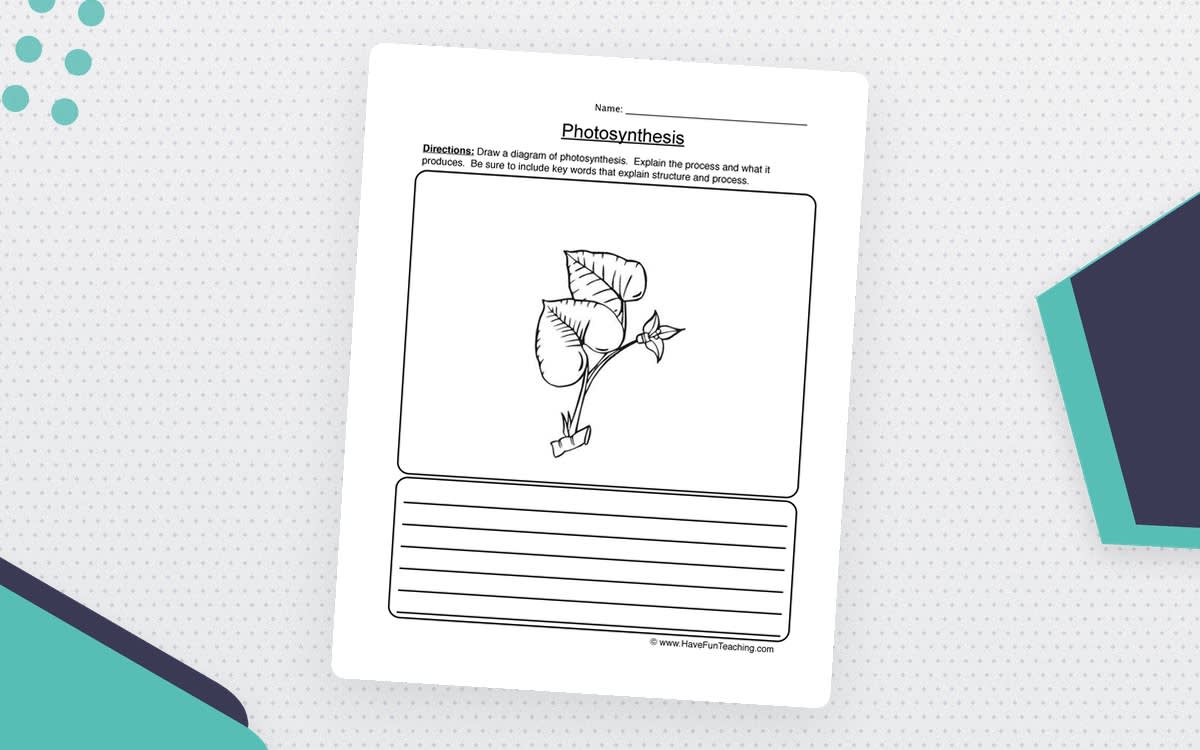 An educational teaching resource from Have Fun Teaching entitled Photosynthesis Diagram Worksheet downloadable at Teach Simple.