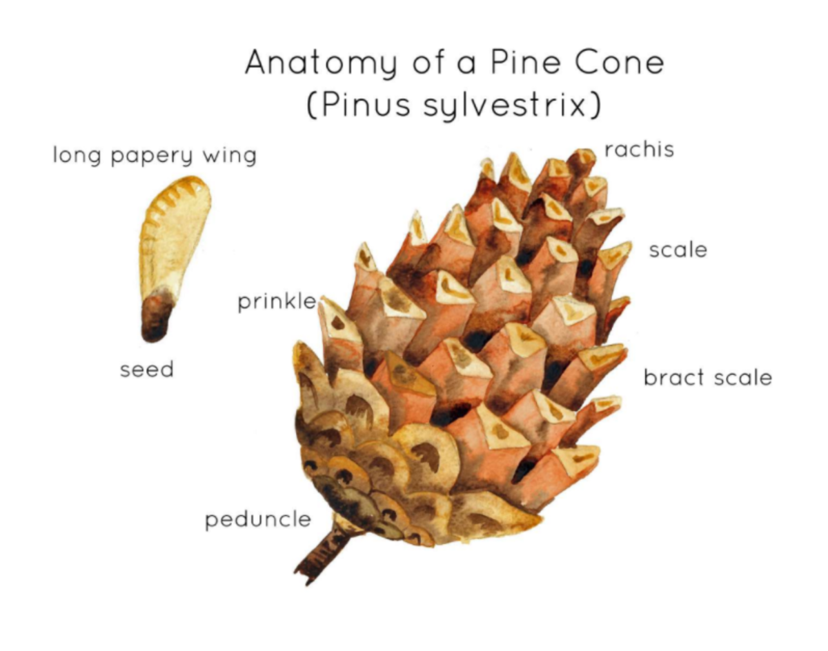 An educational teaching resource from Fiddleticks Education entitled Pine Cone Anatomy Interactive Printable Poster downloadable at Teach Simple.