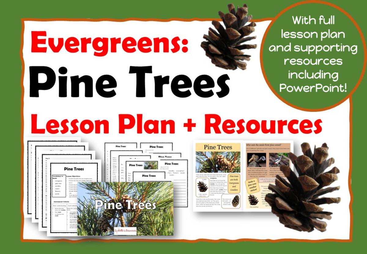 An educational teaching resource from Lilibette's Resources entitled Pine Trees: Evergreens: Kindergarten Science Projects downloadable at Teach Simple.