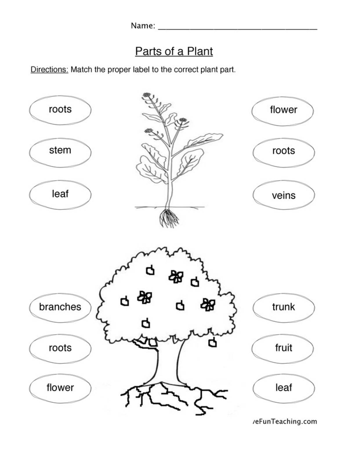 An educational teaching resource from Have Fun Teaching entitled Plant Parts Worksheet downloadable at Teach Simple.