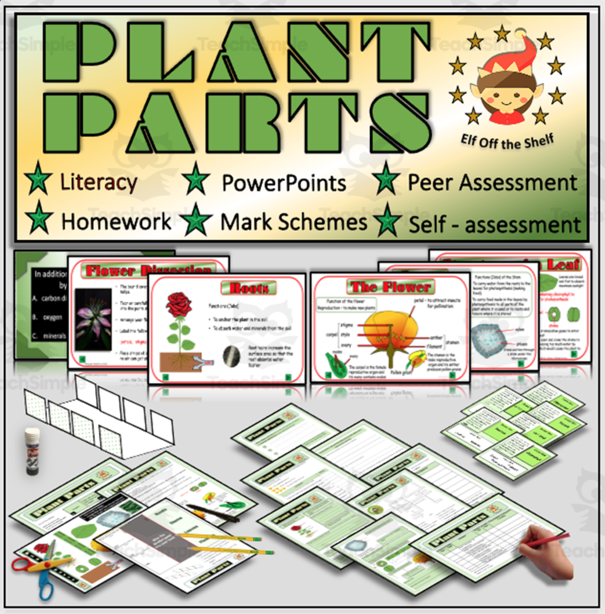 An educational teaching resource from Elf off the Shelf Resources entitled Plants - Anatomy of the flowering Plant for Middle School downloadable at Teach Simple.