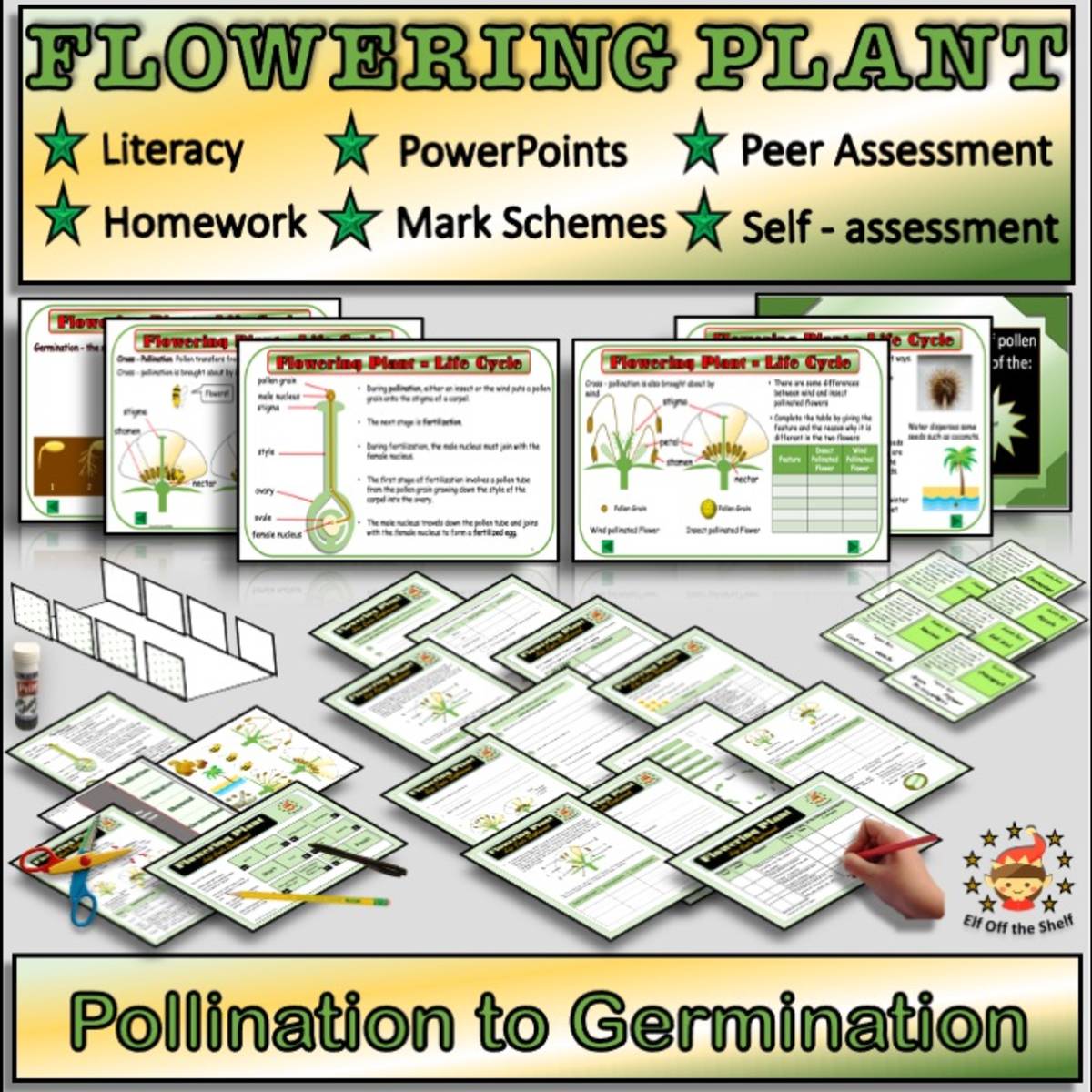 An educational teaching resource from Elf off the Shelf Resources entitled Plants - Pollination to Germination - Flowering Plant Life Cycle downloadable at Teach Simple.