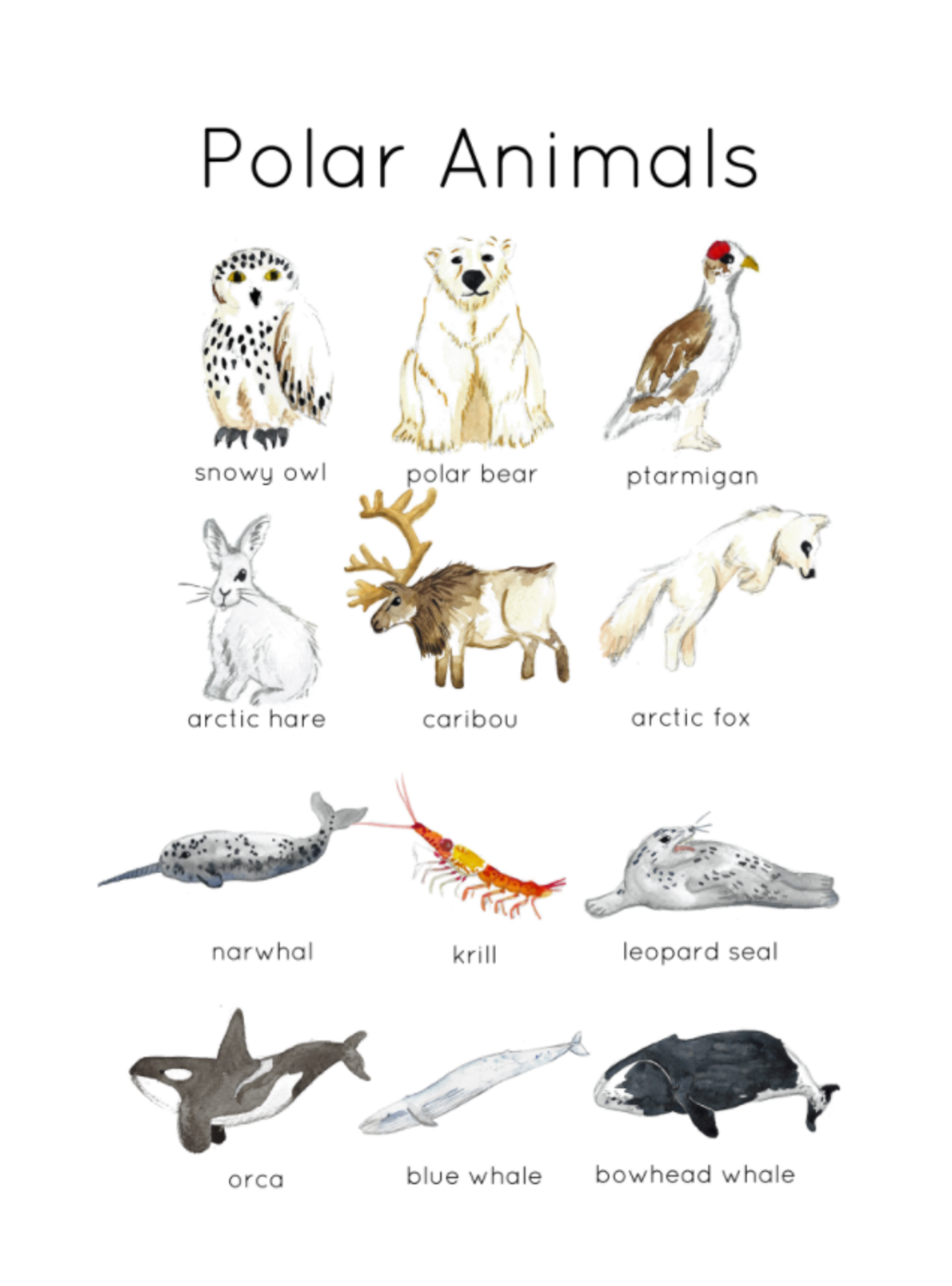 An educational teaching resource from Fiddleticks Education entitled Polar Animals Flashcards downloadable at Teach Simple.