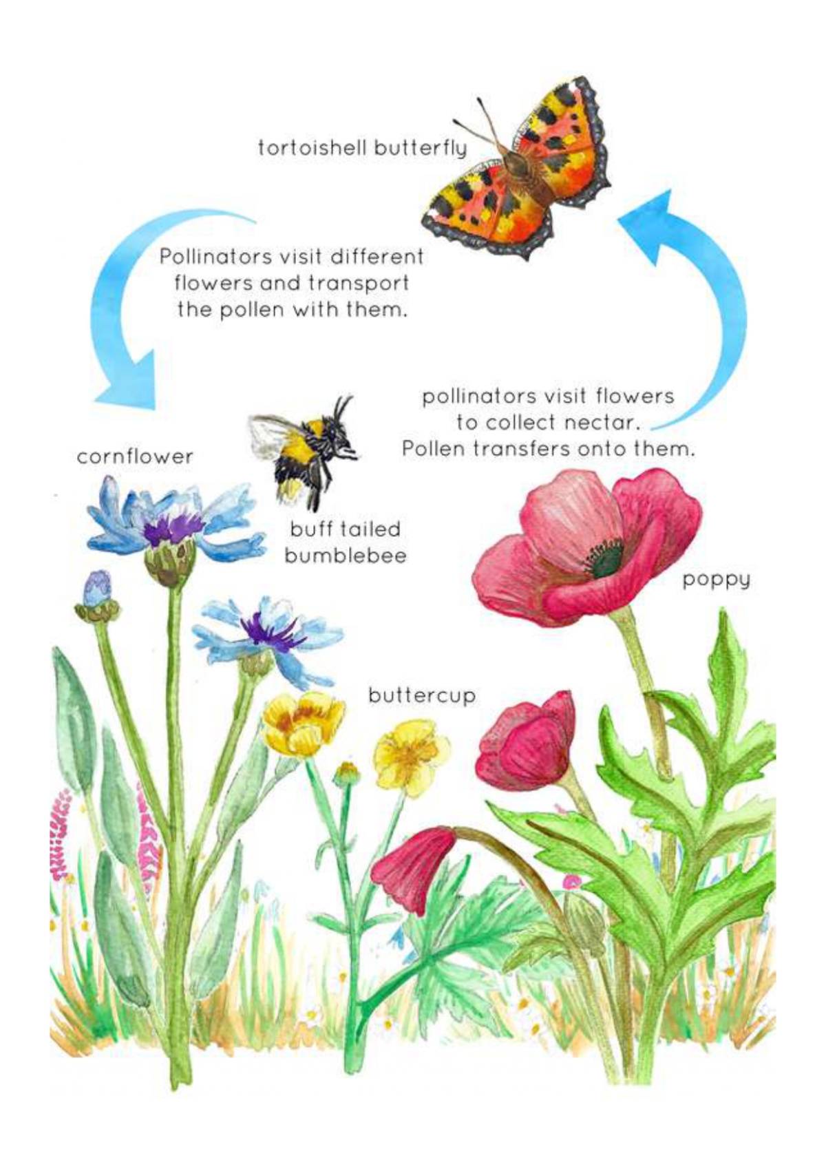 An educational teaching resource from Fiddleticks Education entitled Pollinators Printable Poster downloadable at Teach Simple.